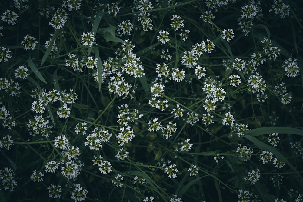 a bunch of small white flowers in a field