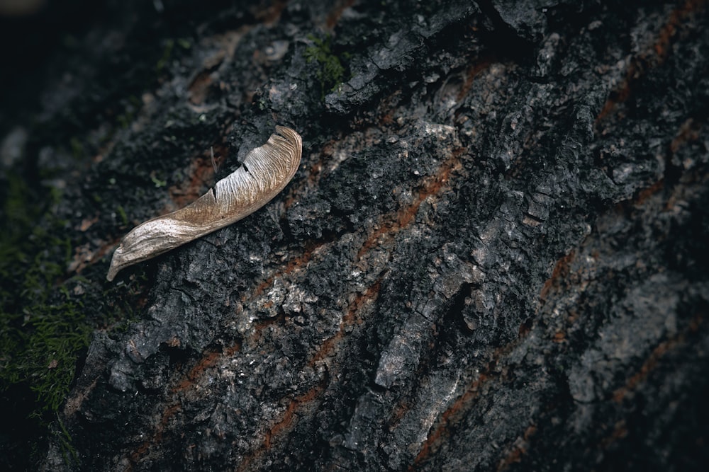 a leaf that is laying on a tree