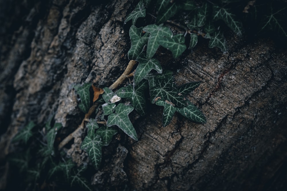 ivy growing on the bark of a tree