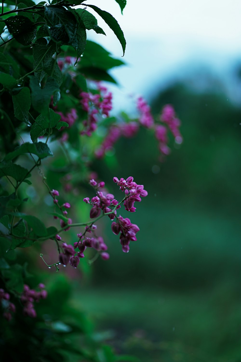 a bunch of purple flowers growing on a tree