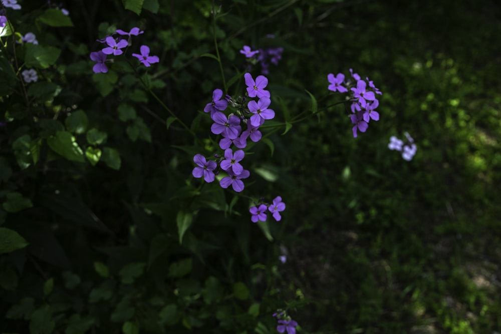 a bunch of purple flowers that are in the grass