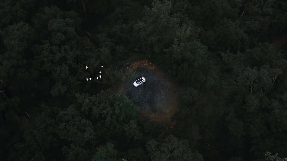 a car is parked in the middle of a forest