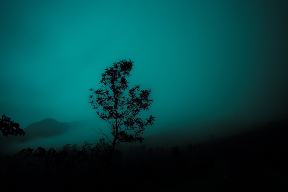 a lone tree is silhouetted against a green sky