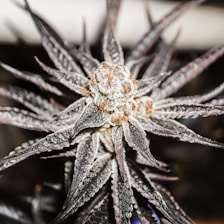 Close-up of fresh frozen cannabis trichomes under a microscope highlighting crystal clarity.