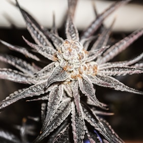 Close-up of fresh frozen cannabis trichomes under a microscope highlighting crystal clarity.