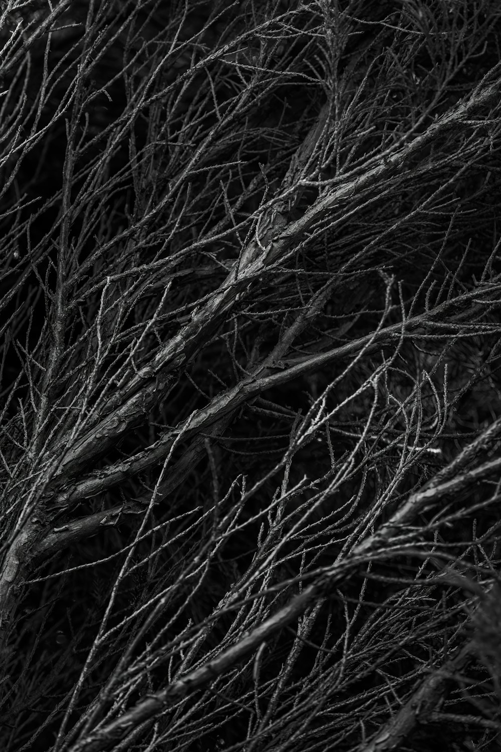 a black and white photo of a bunch of branches