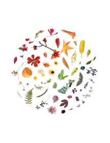 A diverse collection of various botanical elements, including flowers, leaves, seeds, and twigs, arranged in a circular pattern on a white background. The assortment features a range of colors and forms, showcasing different plant species.
