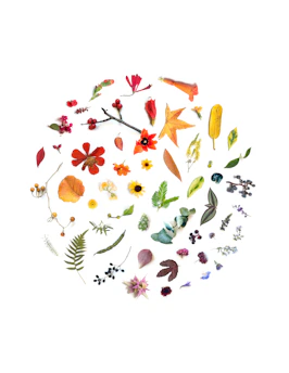 A vibrant collage showing diverse living organisms from plants to animals, representing biological classification.