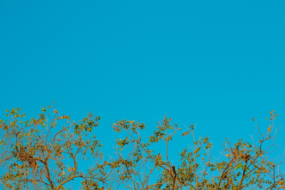 a plane flying in the sky over some trees