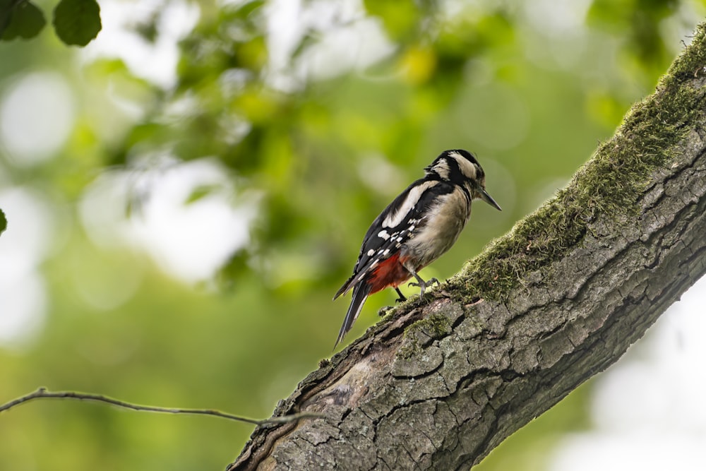 a small bird perched on a tree branch