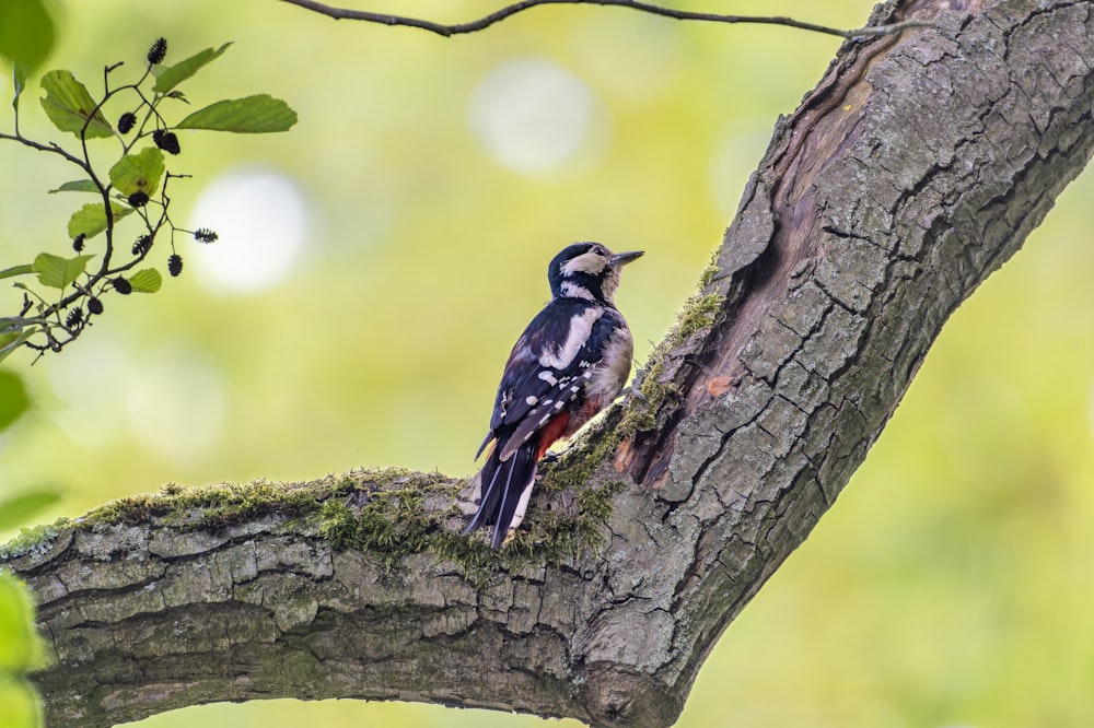 a small bird perched on a tree branch