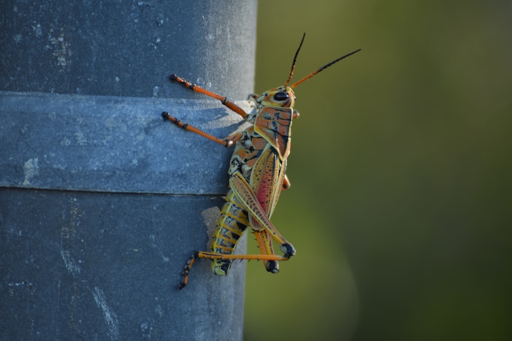 a close up of a grasshopper on a pole