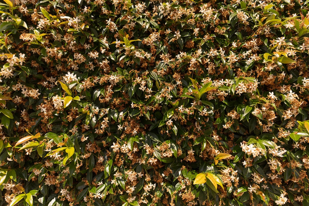 a bush with lots of green leaves and brown flowers