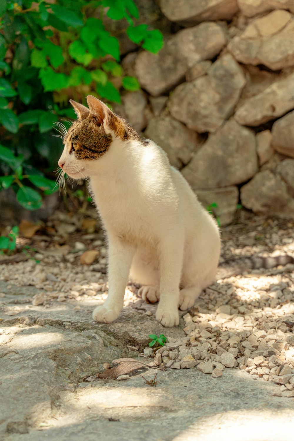 a white and brown cat sitting on top of a rock covered ground