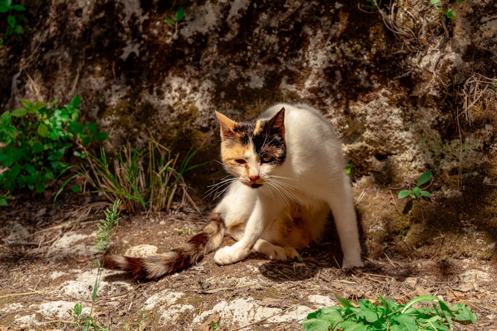 a cat sitting on the ground next to a rock