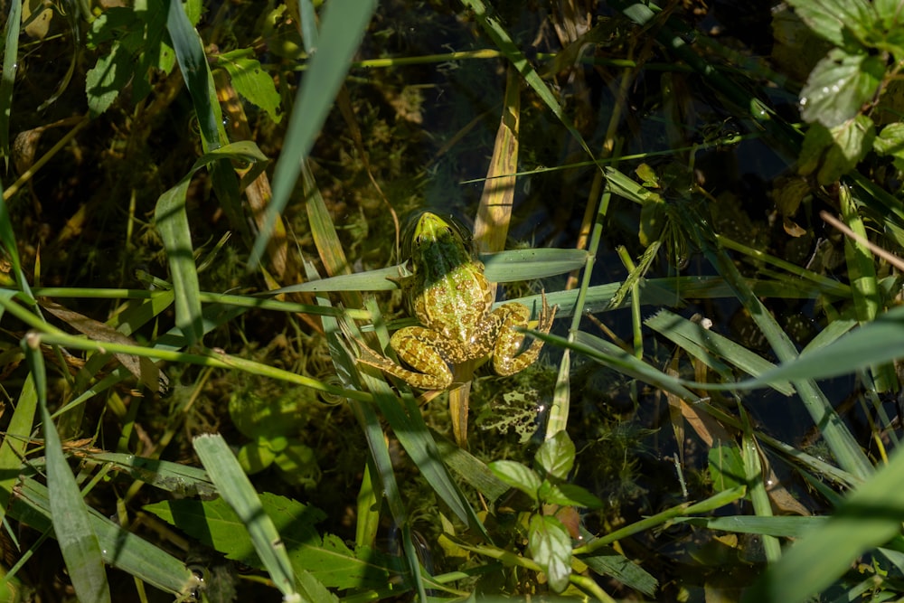 a frog is sitting in the grass looking at the camera