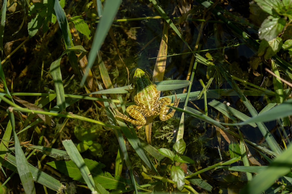 Ein Frosch sitzt im Gras und schaut in die Kamera