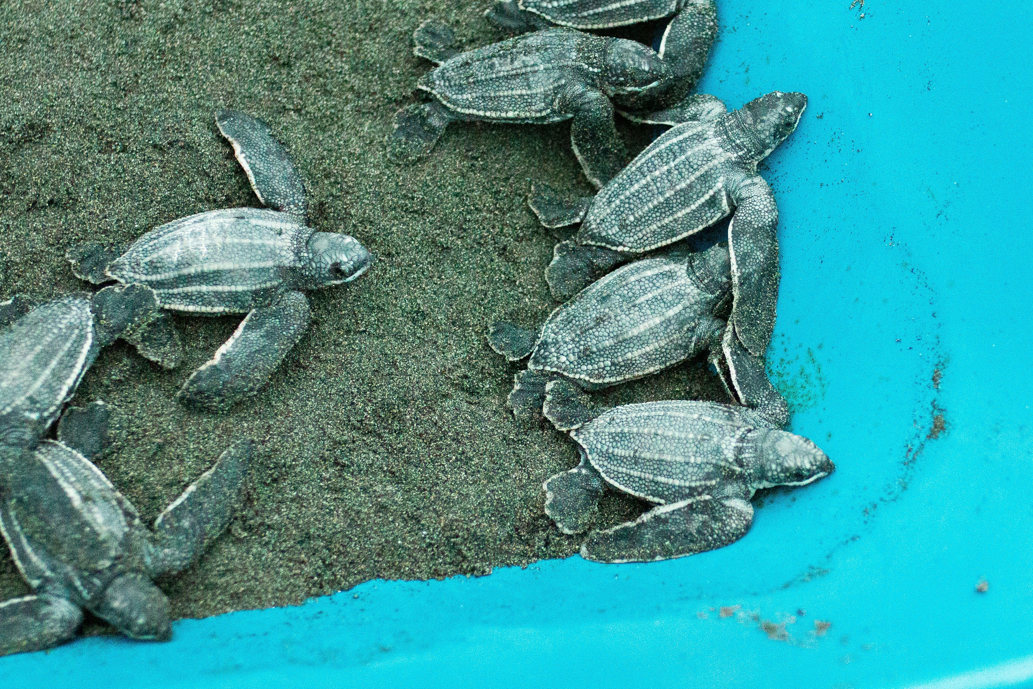 a group of baby turtles crawling out of the sand