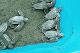 A vibrant group of volunteers releasing baby sea turtles on Batu Hiu beach at sunset