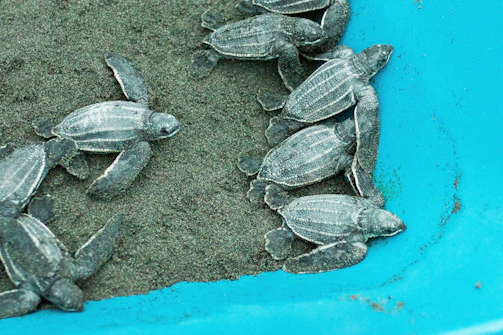 A vibrant group of volunteers releasing baby sea turtles on Batu Hiu beach at sunset