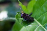A large, black insect with long antennae is perched on a green leaf in a natural outdoor setting. The insect's body and legs are clearly visible, and the background is blurred, drawing attention to the detailed features of the insect.