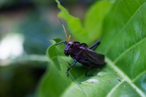 A large, black insect with long antennae is perched on a green leaf in a natural outdoor setting. The insect's body and legs are clearly visible, and the background is blurred, drawing attention to the detailed features of the insect.