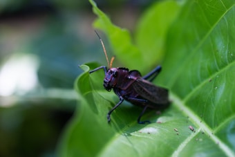 A large, black insect with long antennae is perched on a green leaf in a natural outdoor setting. The insect's body and legs are clearly visible, and the background is blurred, drawing attention to the detailed features of the insect.