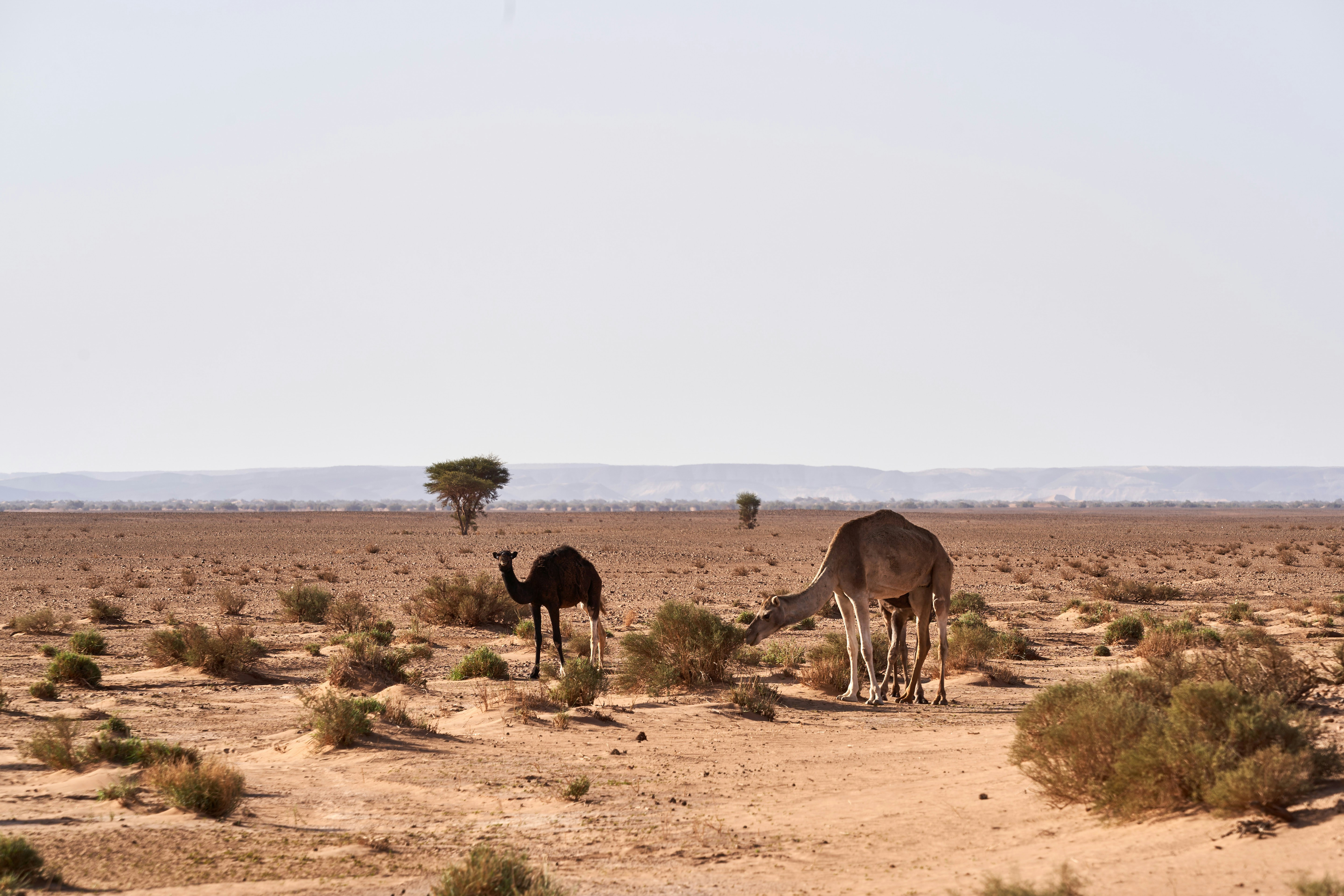 Photo by wolfgang_hasselmann