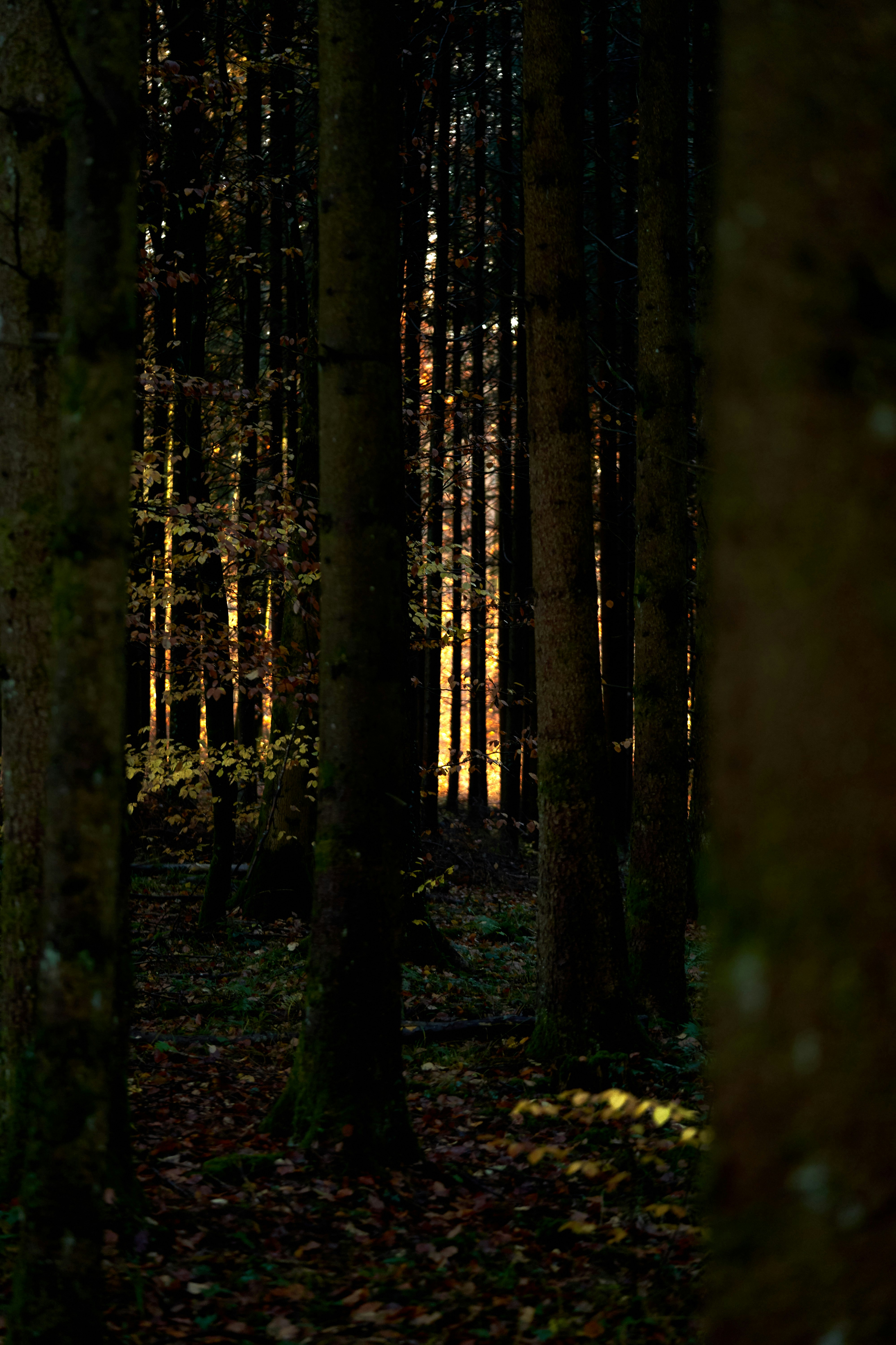 Photo by wolfgang_hasselmann