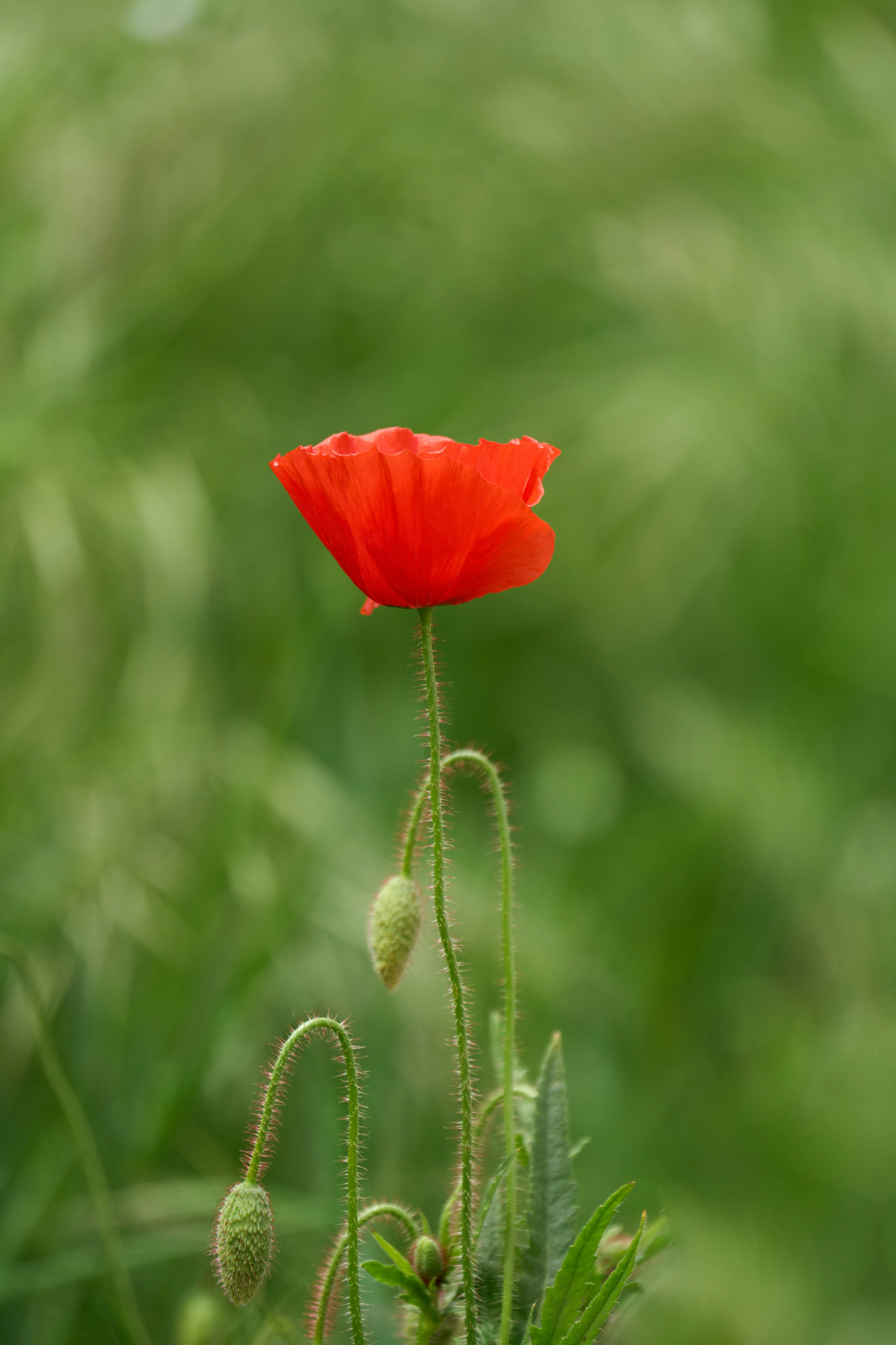 Photo by wolfgang_hasselmann