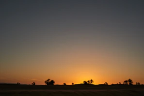 A scenic view of the date orchard at sunset with golden light illuminating the palms