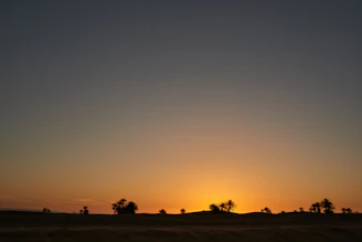 A scenic view of the date orchard at sunset with golden light illuminating the palms