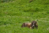 A cow is lying peacefully in a lush, green meadow filled with small white flowers. The pasture is expansive, with varying shades of green and patches of wildflowers, creating a serene rural scene.