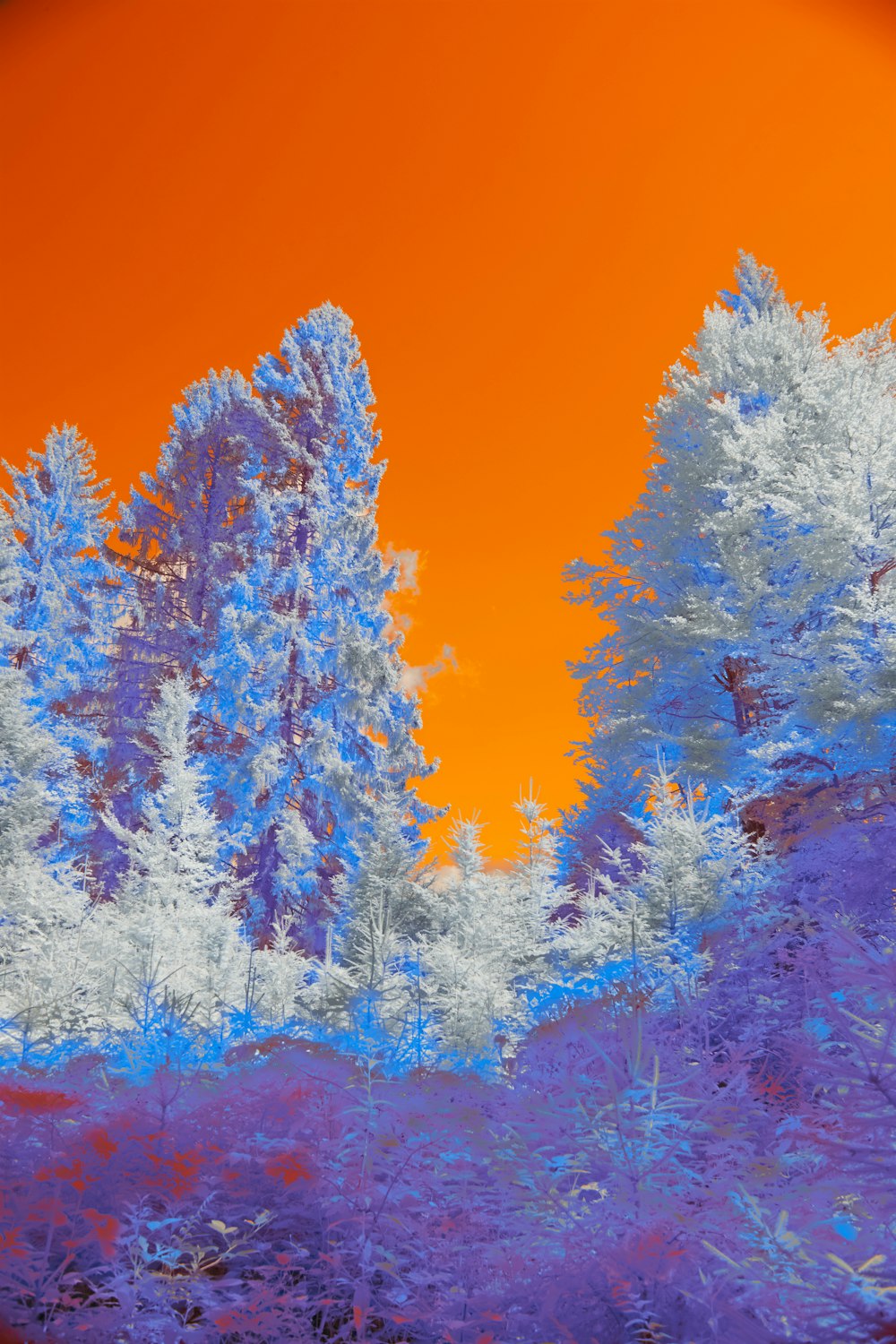 a digital painting of trees with a red sky in the background