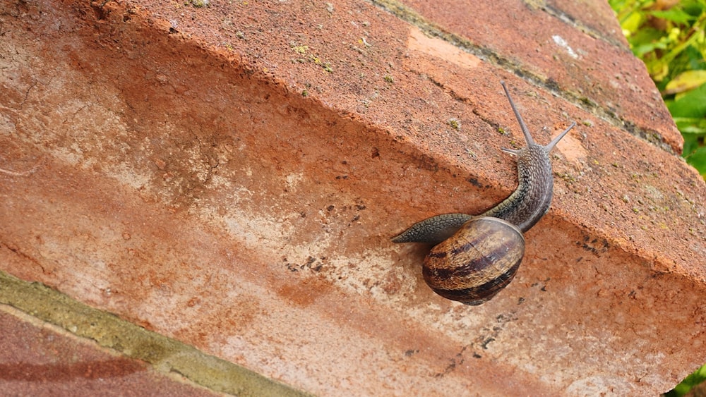 a snail crawling on the side of a brick wall