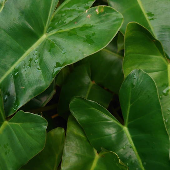 A close-up of fresh green leaves with dewdrops, symbolizing natural ingredients.
