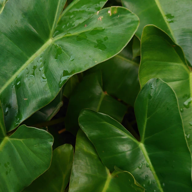Close-up of fresh green leaves with morning dew, symbolizing organic health.