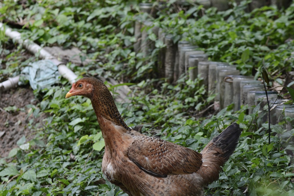 a brown and black chicken standing in the grass