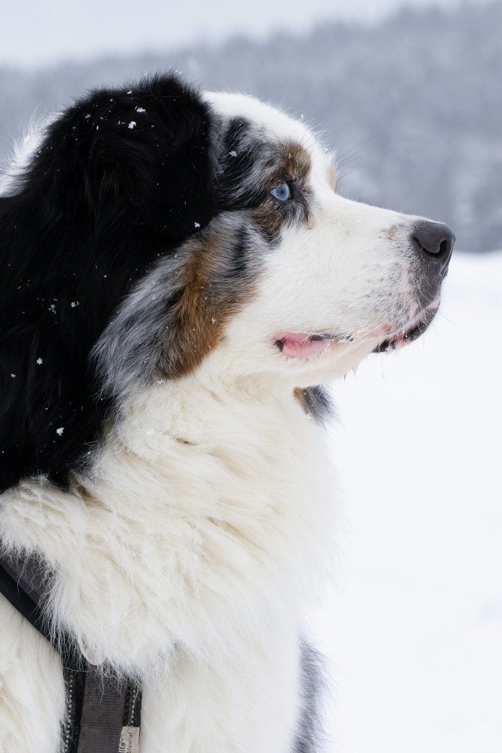 a close up of a dog in the snow