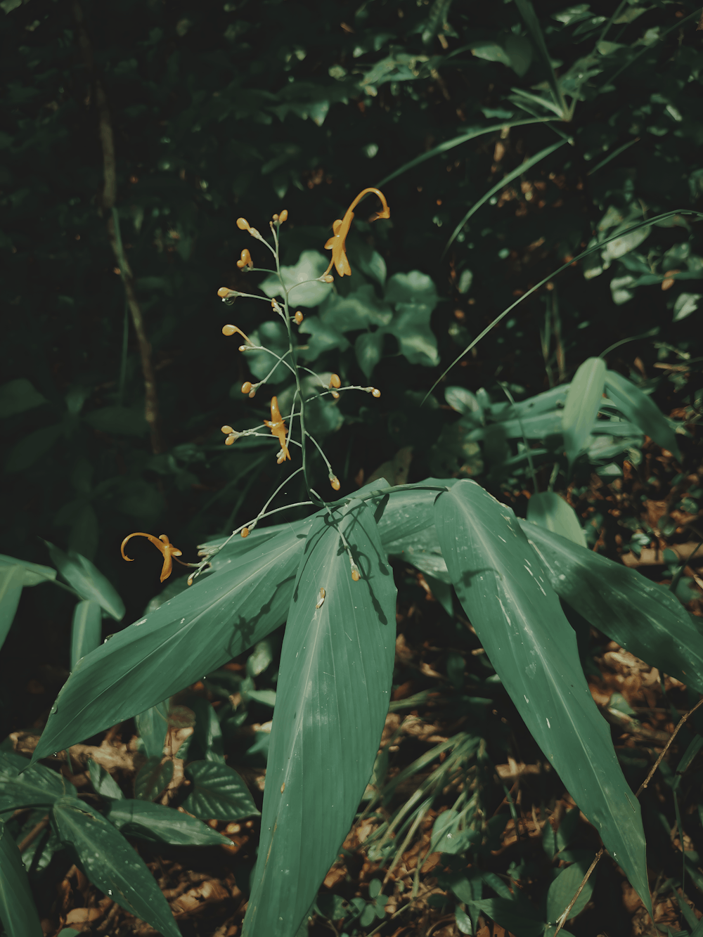 a green plant with yellow flowers in a forest