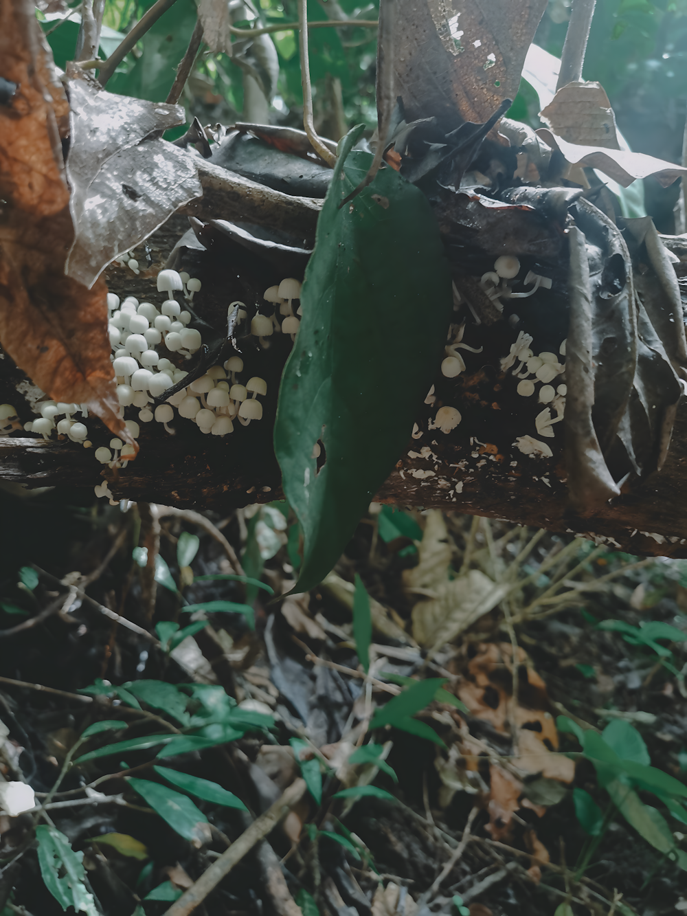 a bunch of plants that are growing on a tree