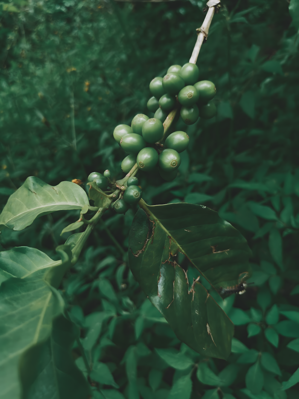 a bunch of green berries hanging from a tree