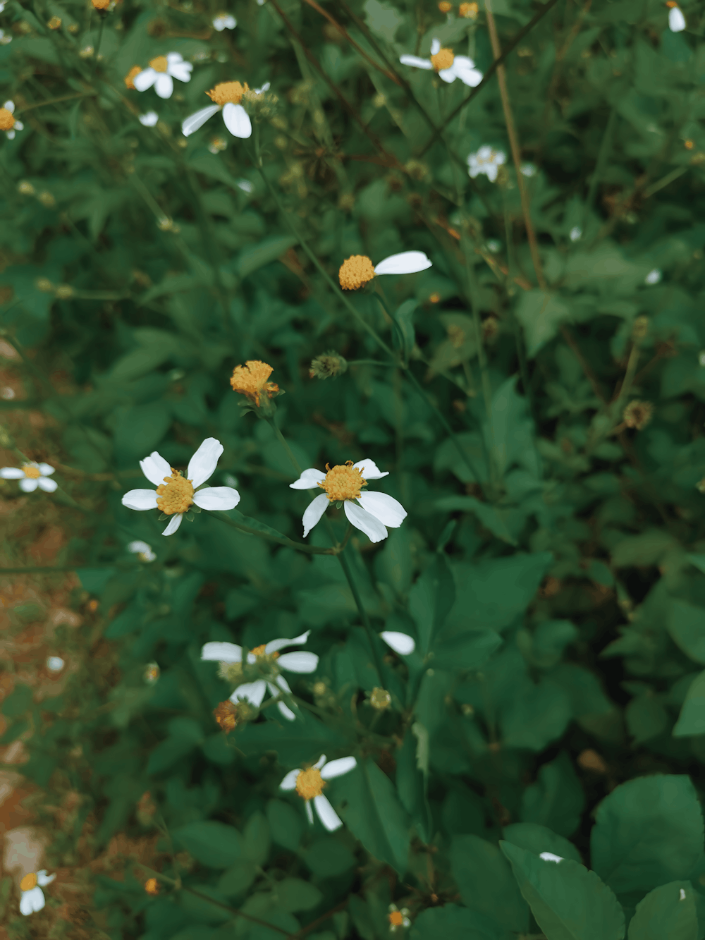 a bunch of white and yellow flowers in a field