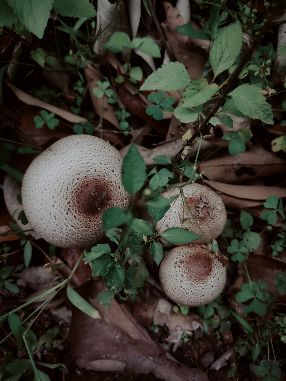 a group of mushrooms sitting on top of a forest floor