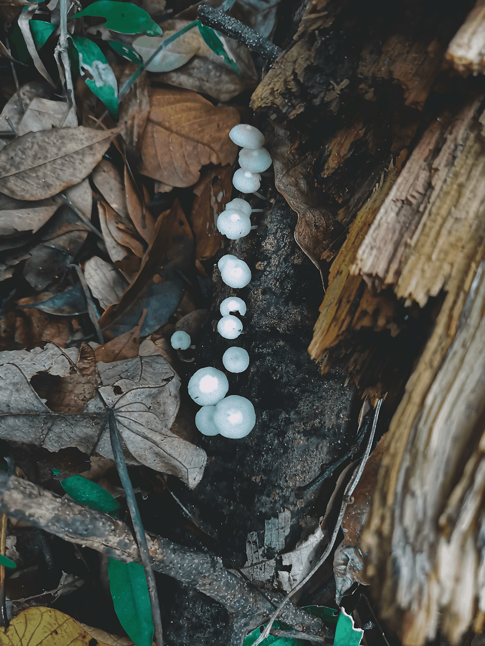 a group of mushrooms sitting on top of a forest floor