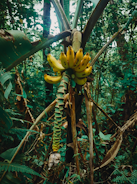 A cluster of ripe yellow bananas hangs from a banana tree surrounded by dense, lush foliage in a tropical forest setting. The scene is vibrant with greenery and the bananas contrast sharply with their natural surroundings.