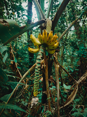 A vibrant bunch of ripe G9 bananas hanging on a tree in a sunny orchard.