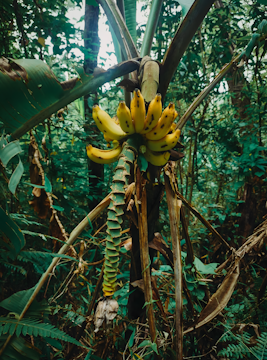 A cluster of ripe yellow bananas hangs from a banana tree surrounded by dense, lush foliage in a tropical forest setting. The scene is vibrant with greenery and the bananas contrast sharply with their natural surroundings.