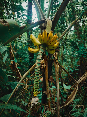 Bright yellow Cavendish bananas freshly harvested in a lush East Java plantation with local farmers in the background.