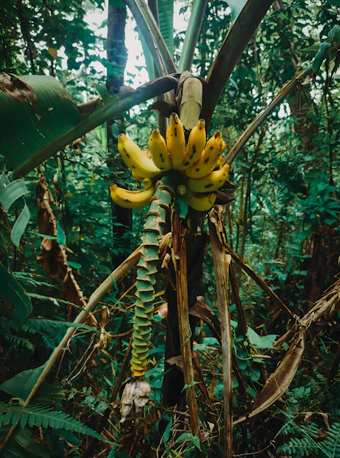 Bunches of ripe bananas hanging in a tropical farm setting ready for export